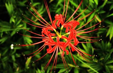 彼岸花有幾種顏色|彼岸花有幾種顏色？彼岸花什麼時候開花？彼岸花為什麼不開花？。